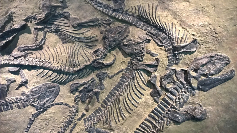 5K, old, close-up, fossil, history, ancient civilization, castle, pattern, animal wildlife, land, outdoors, architecture, extinct, full frame, Lichtenberg