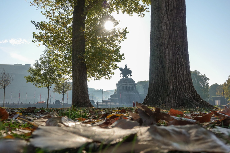 leaves, built structure, tree, river, sunlight, growth, rhine, statue, change, trunk, city, tree trunk, no people, nature, plant, architecture, sculpture