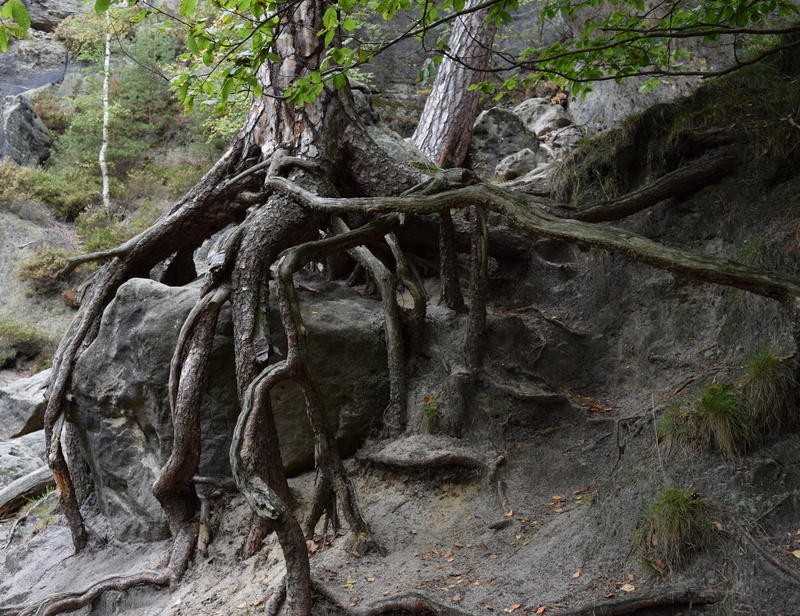 plant, outdoors, trunk, tranquility, birch, national park, gray, stone, daytime, tranquil scene, tree trunk, no people, octopus, branch, nature, forest