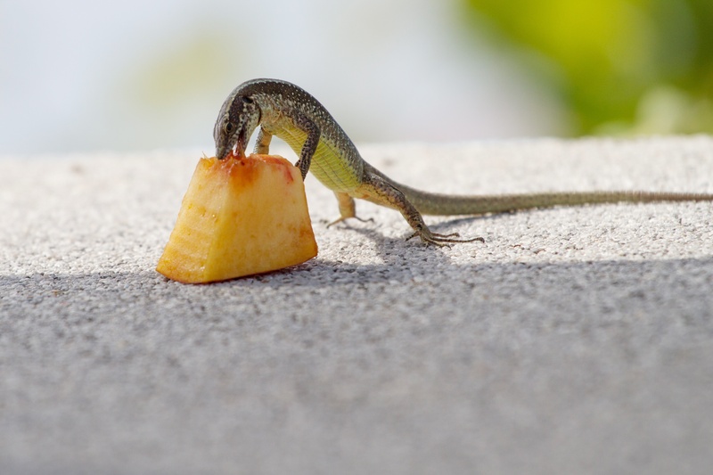 animal wildlife, eating, lizard, land, skink, outdoors, 2K, food and drink, sand, madeira, reptile, no people, feeding, selective focus, animals in the wild