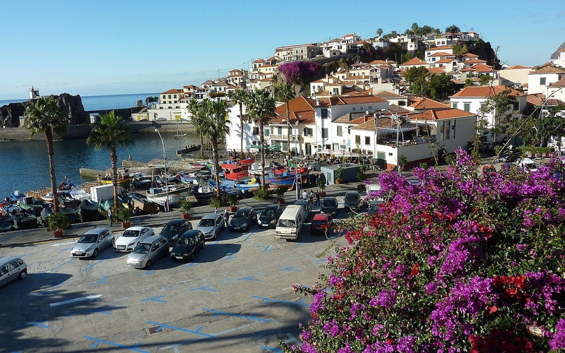 portugal, albatros, madeira, 1080P