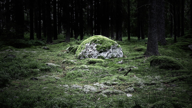 mound, sky, forest, trees, structure, nature, growth, green color, travel, woodland, natural, beauty in nature, trunk, day, megalith, tree, plant, summer