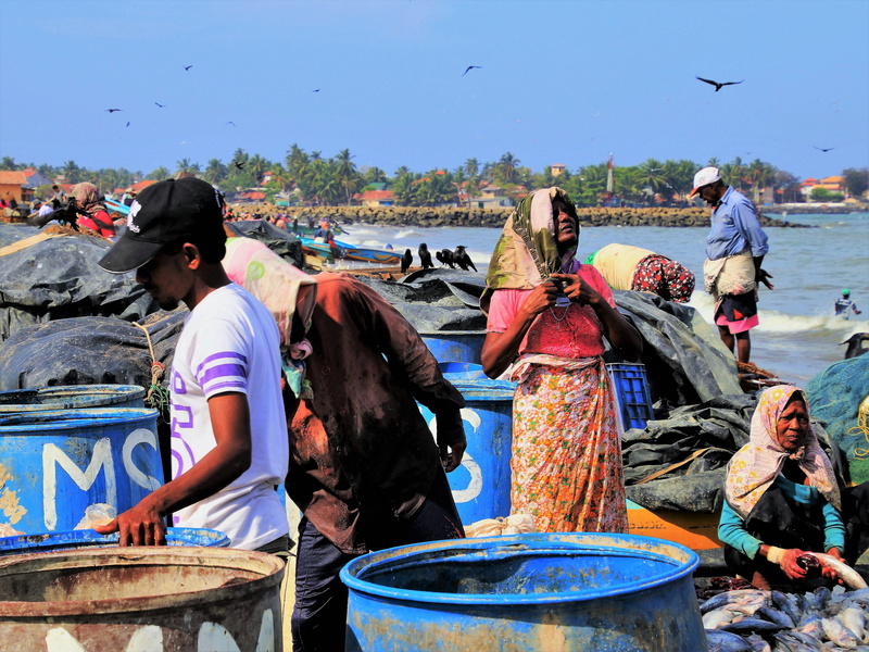 characters, boiling hot, the crisis, water, woman, the fishermen, sri lanka, exhausted, day, vertebrate, fishing vessel, total, outdoors, group of animals