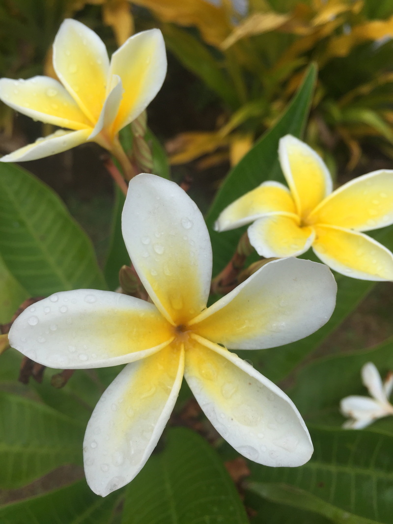 freshness, rapa nui, day, tiare, yellow, white color, plant, petal, flower head, nature, fragility, focus on foreground, flowering plant, outdoors, no people