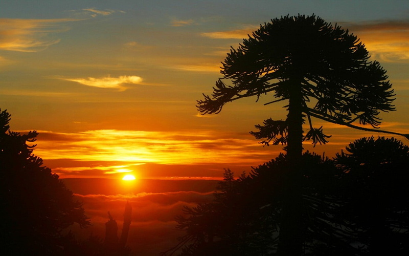 outdoors, trees, sunlight, tranquility, sky, tree, pine tree, scenics - nature, orange color, mist, water, beauty in nature, land, non-urban scene, growth