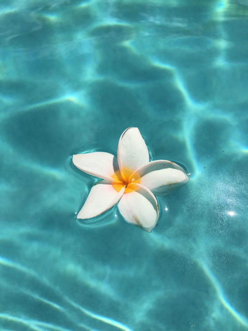 4K, inflorescence, day, botanical, nature, flower, high angle view, turquoise colored, flowering plant, exotic, frangipani, pool, water, flower head, tropical