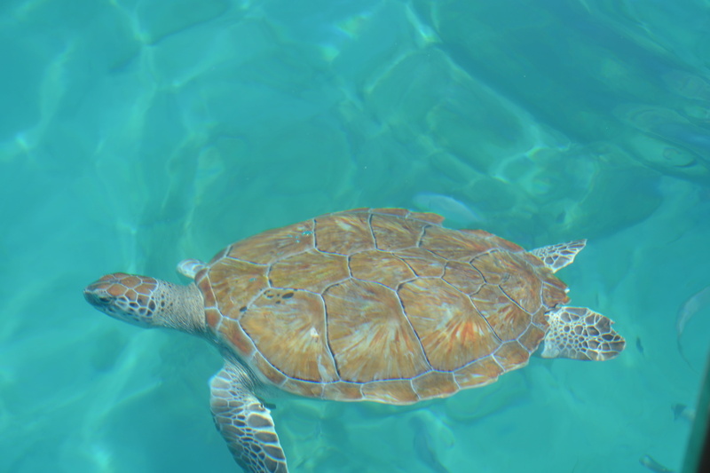 no people, one animal, sun, turquoise colored, reptile, barbados, summer, animals in the wild, animal wildlife, shell, vertebrate, animal themes, nature