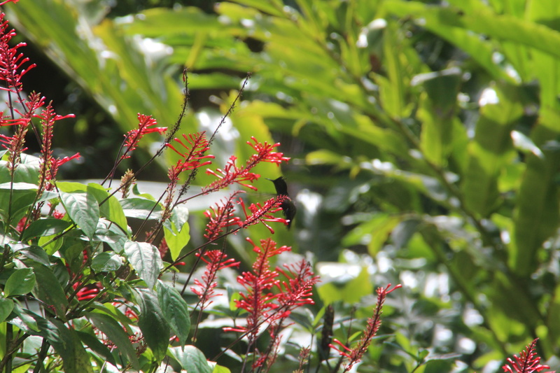 ripe, berry fruit, plant, growth, food, beauty in nature, tree, fruit, focus on foreground, hummingbird, green color, food and drink, nature, bird, leaf
