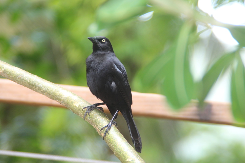 branch, perching, blackbird, animal, vertebrate, outdoors, nature, plant, barbados, animals in the wild, animal themes, tree, no people, day, one animal