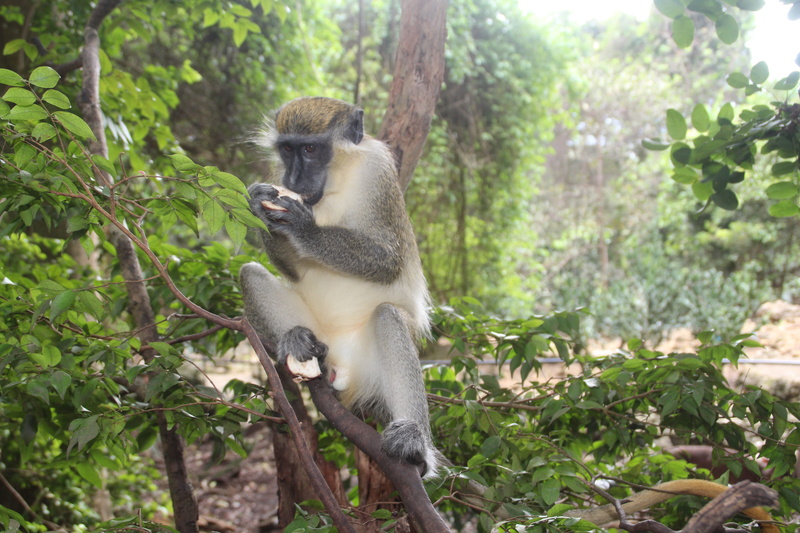 animals in the wild, tree, nature, primate, animal, plant part, land, leaf, baboon, forest, day, 5K, animal themes, care, mammal, barbados, one animal