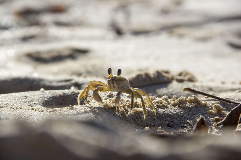 no people, selective focus, nature, outdoors, sunlight, one animal, land, crab, beach, animals in the wild, 4K, animal, crustacean, sea, crabs, marine