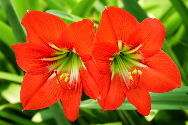 lily, red, deep, flowering plant, plant, plant part, freshness, growth, petal, 5K, blooming, pollen, leaf, beauty in nature, focus on foreground, close-up