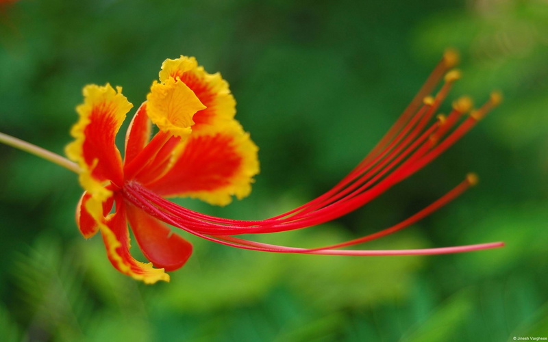 peacock, fragility, flowering plant, 1080P, pollen, barbados, flowers, petal, plant, focus on foreground, orange color, outdoors, nature, photography
