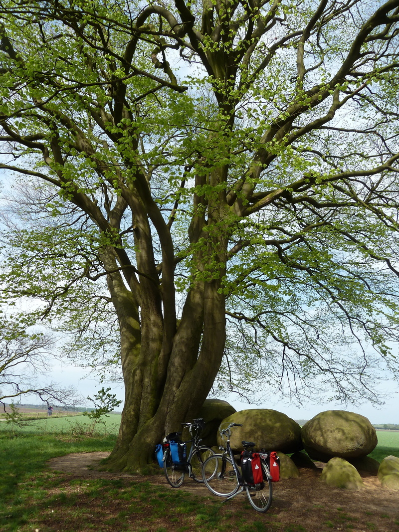 lifestyles, food and drink, stones, fruit, break time, plant, field, 4K, cycle, growth, Trees, real people, Dolmen, nature, bicycle, land vehicle, day