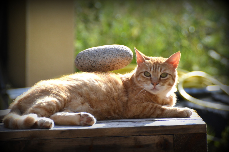 animal, relaxation, ginger cat, tabby, vertebrate, portrait, cat, lying down, domestic Animals, no people, domestic, menhir, looking at camera, nature