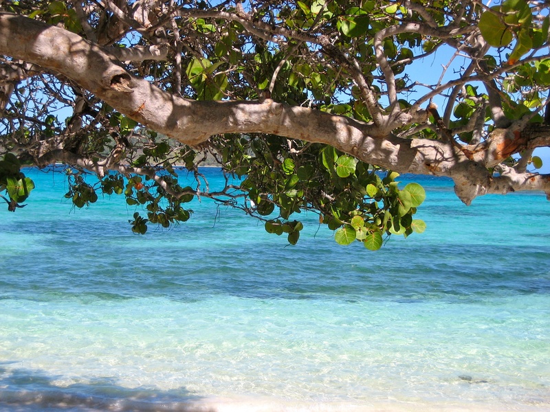 scenics - nature, sea, water, body, leafed, barbados, day, daytime, green, turquoise colored, beauty in nature, sunlight, outdoors, no people, plant, plant part