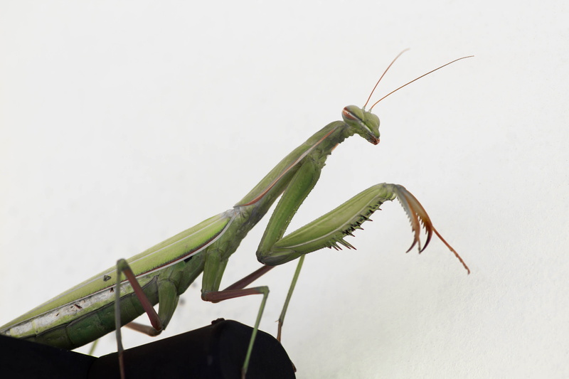 no people, gargano national park, invertebrate, animals in the wild, praying mantis, dangerous, one animal, 4K, green color, focus on foreground, animal