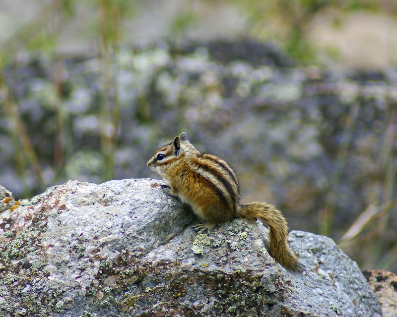 one animal, solid, wyoming chipmunk at devils tower, cute, squirrel, focus on foreground, monument, national, devils, vertebrate, wild, animals in the wild
