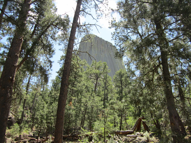 tree trunk, 4K, sky, green color, tranquility, land, no people, tree, trunk, low angle view, devils tower, nature, day, rainforest, tranquil scene, forest