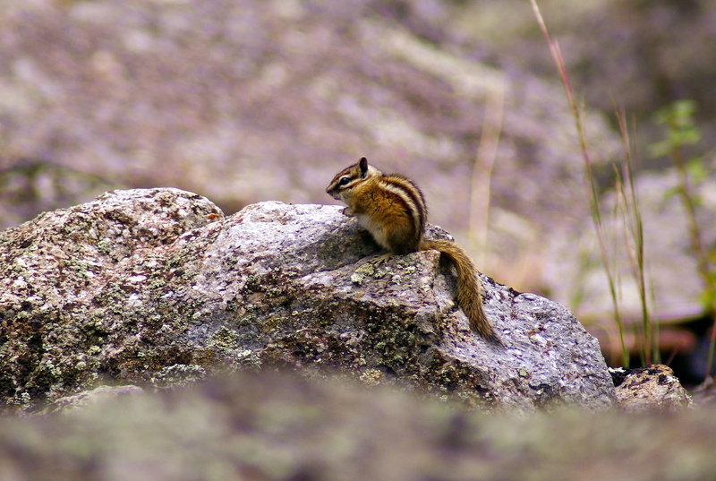 animal themes, plant, mammal, devils, furry, rodent, monument, beauty in nature, focus on foreground, cute, fur, day, side view, wyoming, selective focus
