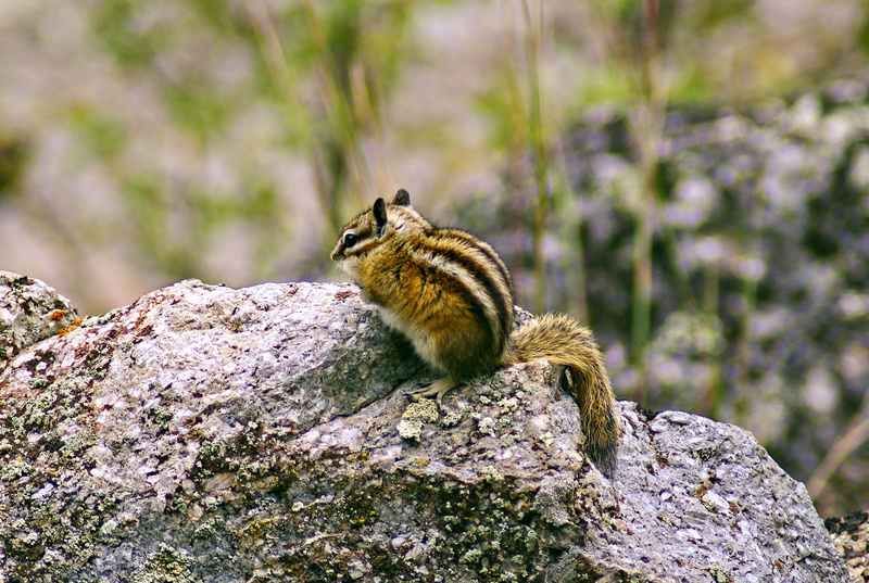 small, animals in the wild, tower, cute, devils, day, rock - object, nature, fur, full length, lichen, devils tower chipmunk, outdoors, chipmunk, rock