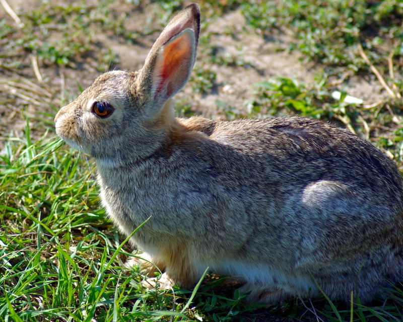 mountain cottontail at devils tower, vertebrate, close-up, rabbit - animal, no people, plant, day, pets, focus on foreground, rabbit, animal wildlife, cottontail