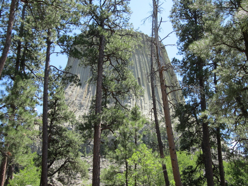 woodland, day, tranquility, forest, no people, wyoming, nature, national park, non-urban scene, outdoors, 4K, plant, devils tower, land, sky, low angle view