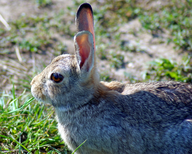 cute, hare, bunny, cottontail, herbivorous, wildlife, sitting, no people, whisker, animal, outdoors, grass, ears, fluffy, 2K, animal wildlife, focus on foreground
