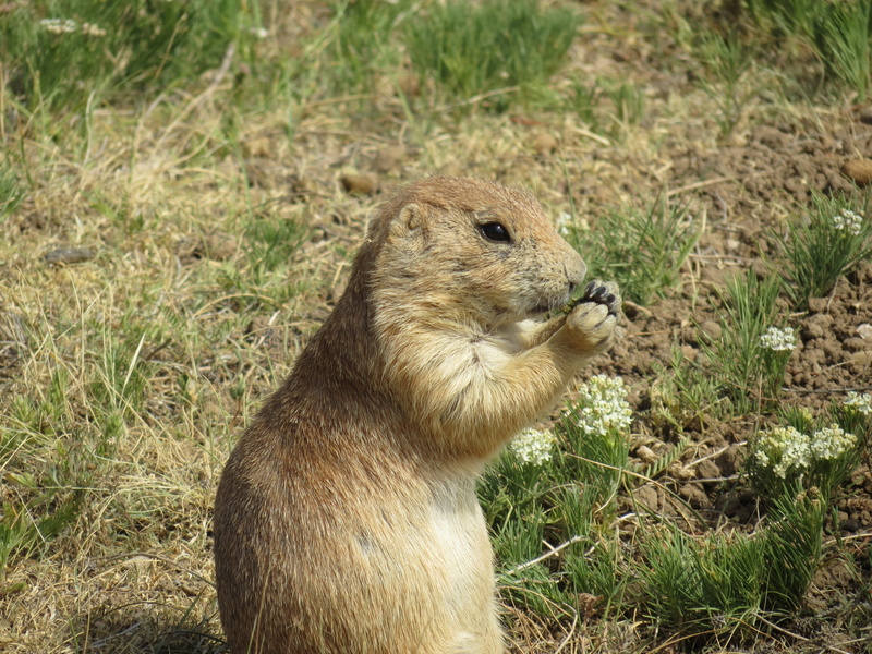 4K, nature, usa, vertebrate, claw, outdoors, vigilant, land, one animal, profile view, side view, looking, animals in the wild, prairie dog, eat, mammal