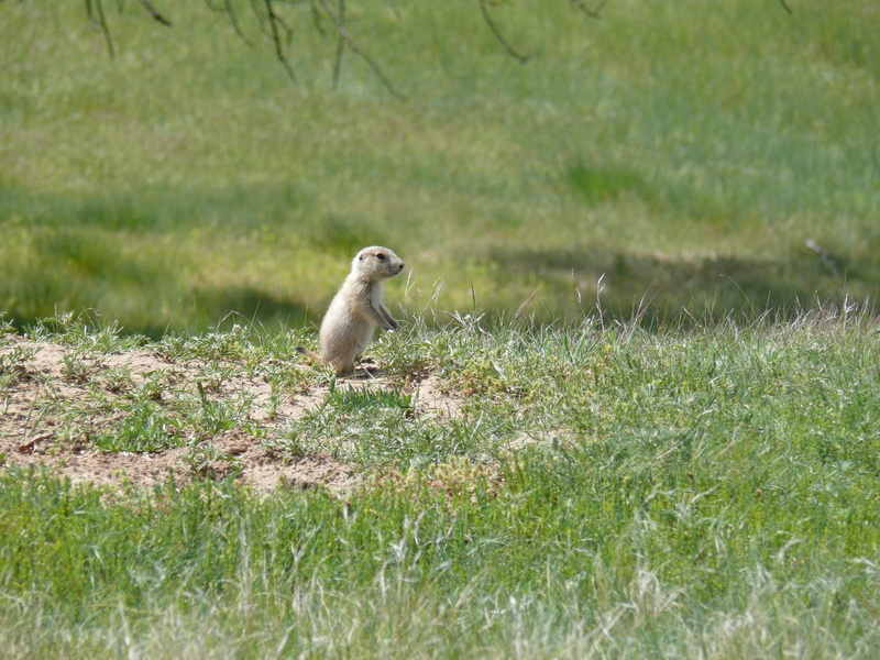 looking, dog, plant, Baby, outdoors, animal themes, baby prairie dog, animal wildlife, one animal, animals In The Wild, wildlife, animal, vertebrate, growth