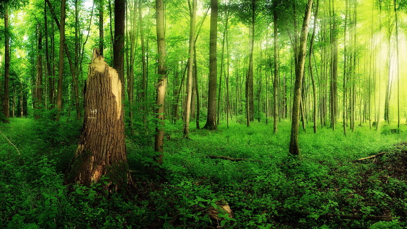 leaf, groove, Sunlight, Forest, tree, Summer, Trees, Green, 1080P