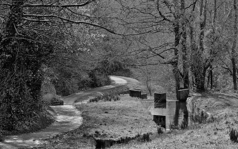 footpath, land, pontnewydd, narrowboat, 4K, longboat, scenics - nature, mon brec, forest, widebeam, bare tree, growth, barge, water, nature, direction