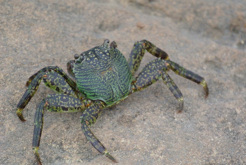 land, focus on foreground, zoology, animal wildlife, iguana, no people, animal body part, animal, vertebrate, pet, animals in the wild, one animal, day