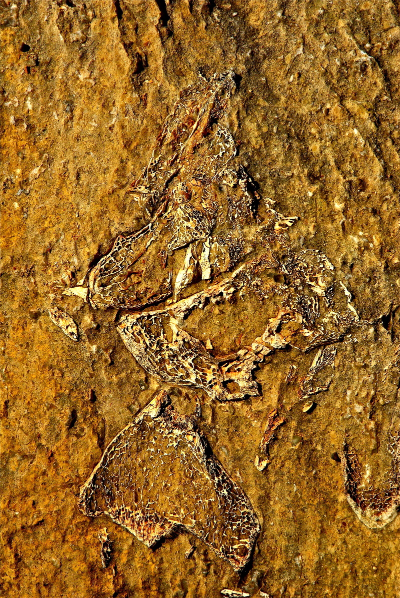 paleontology, stone, animal, mineral, no people, science, natural, solid, extinct, rough, skeleton, prehistory, backgrounds, pattern, fossil, 4K, full frame