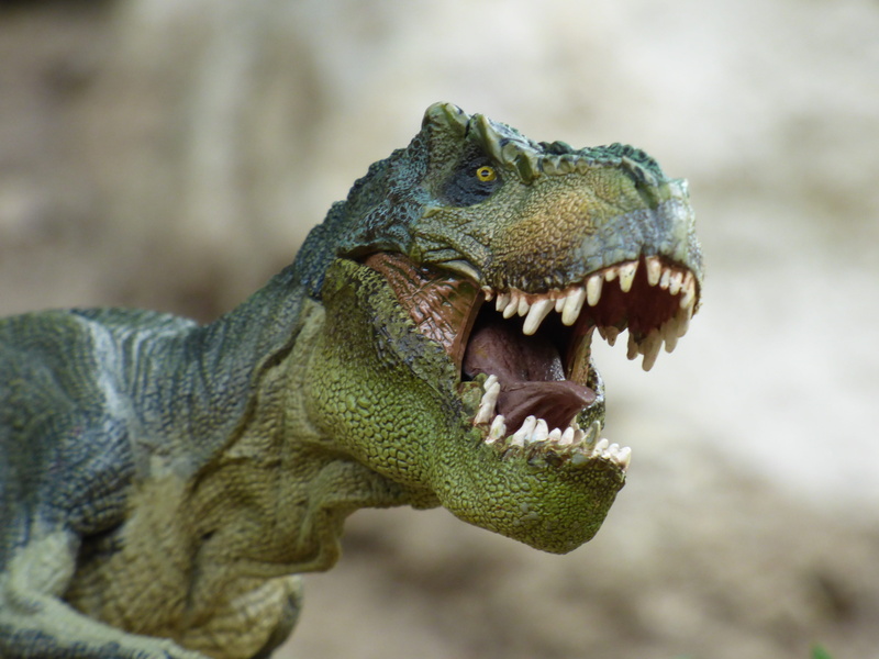 animal mouth, t-rex, rex, no people, animal body part, close-up, mouth, animals in the wild, animal themes, day, animal head, figurine, animal wildlife