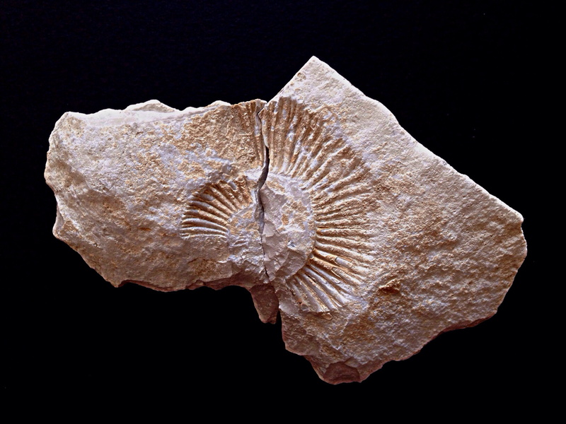 no people, paleontology, studio shot, cut out, 2K, extinct, archaeology, marine, black Background, geology, mineral, textured, Fossil, Rock, Prehistory