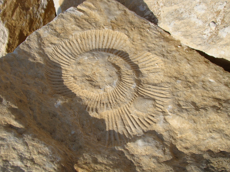 extinct, ancient, close-up, the past, rock formation, rock, day, pattern, textured, natural pattern, outdoors, spiral, history, fossil, geology, shell