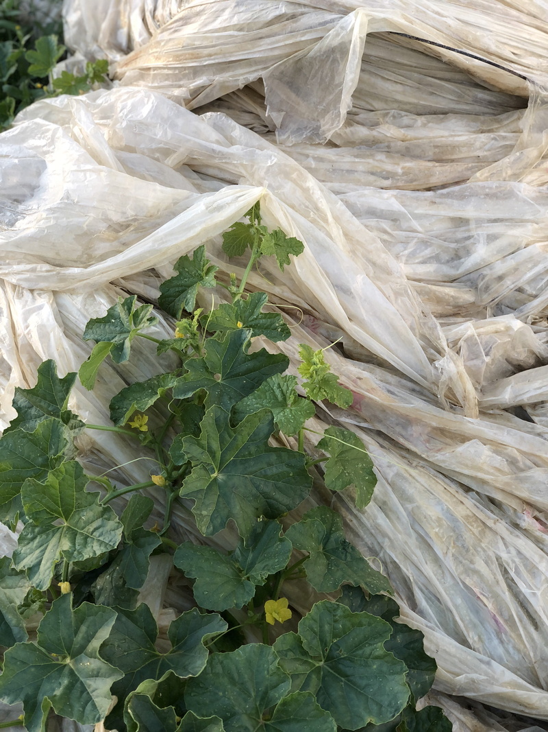 plastic, growth, high angle view, food and drink, plant, polythene, leaf, alhaurín de la torre, healthy eating, 4K, nature, wellbeing, plastic bag, green color