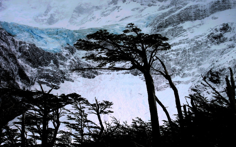 land, nature, tranquility, plant, low angle view, tranquil scene, glaciers, tree, mountain, landscape, 1080P, no people, day, Torres del Paine, winter