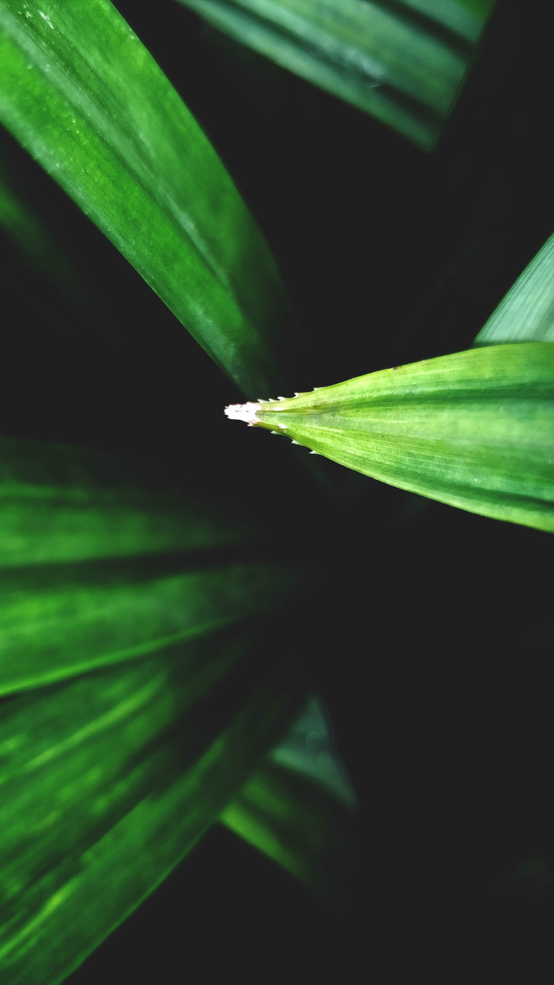 hd, shotononeplus, botany, freshness, belur rd, background, natural pattern, backgrounds, india, spiky, 4K, close-up, outdoors