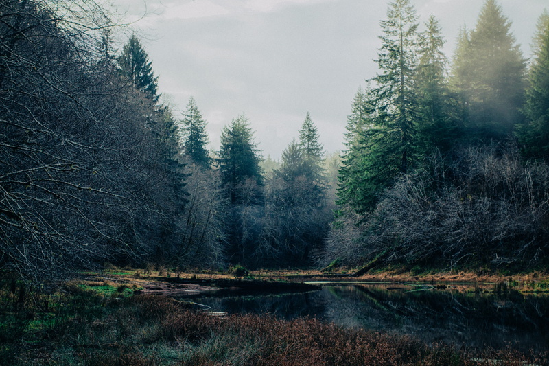wild, idyllic, pine, wilderness, tranquil scene, pond, tranquility, evergreen tree, 5K, land, outdoor, outdoors, daytime, growth, mist, wood, beauty in nature