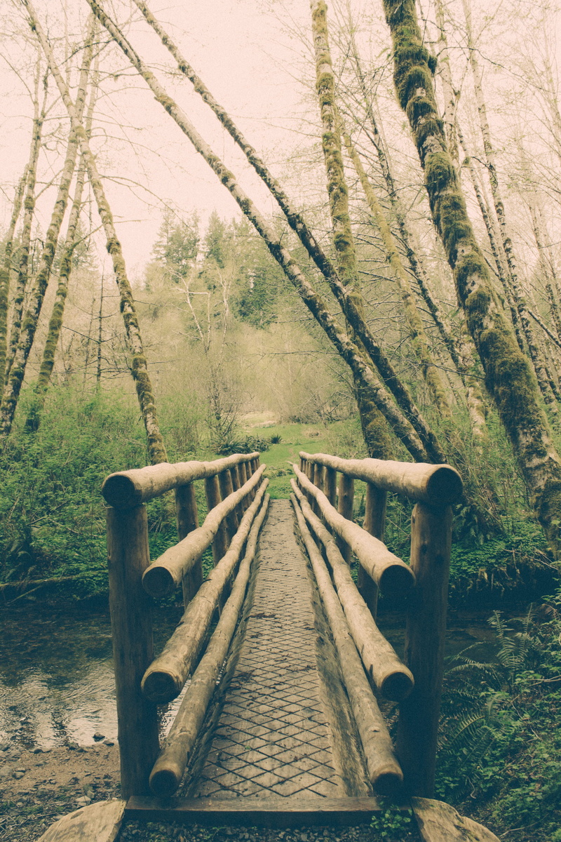 handrail, growth, land, rope bridge, diminishing perspective, landscape, oregon, no people, 4K, wood, nature, day, transportation, tree, woodland, boardwalk
