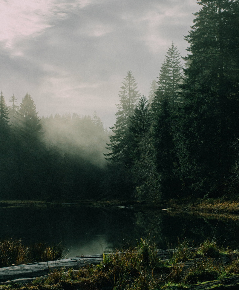 no people, nature, vegetation, conifer, grey, land, beauty in nature, pine, tree, white, jungle, tranquility, sky, forest, coniferous tree, growth, trees