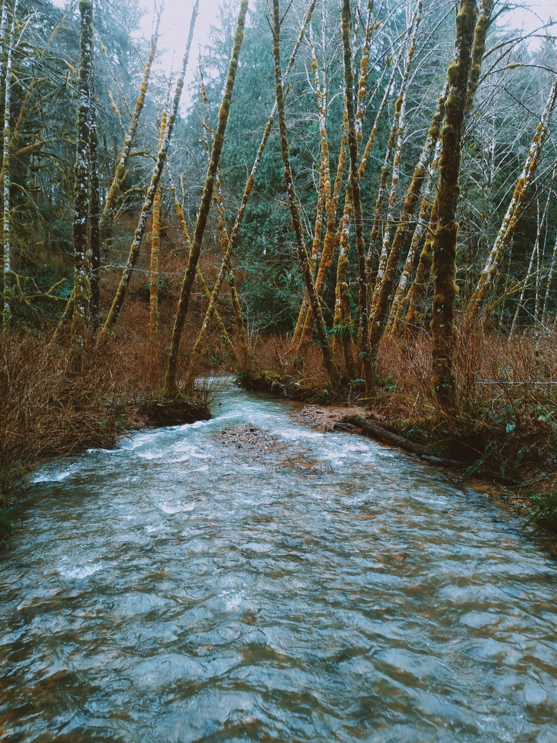 isolation, 5K, tree, moody, creek, nature, gloom, fern, flowing, no people, grey, gray, river, outdoors, stream, nehalem, trees, non-urban scene, flowing water