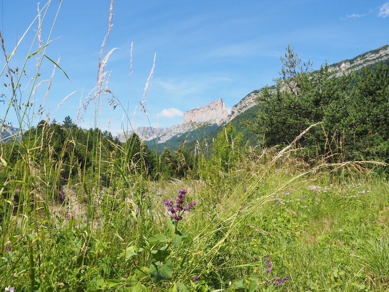 scenics - nature, vercors, landscape, plant, grass, nature, mountain range, tranquility, green color, mont aiguille, table mountain, westalpen, no people