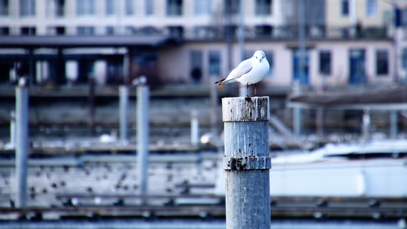 one animal, 5K, lake, focus on foreground, calm, horizontal, perching, architecture, sea bird, at the court of, bodensee, water, beach, no people, city
