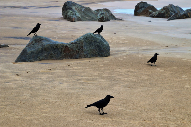 perching, landscape, animal wildlife, birds, 5K, bird, the stones, the coast, no people, horizontal, vertebrate, ice, sand, group of animals, ocean, rock