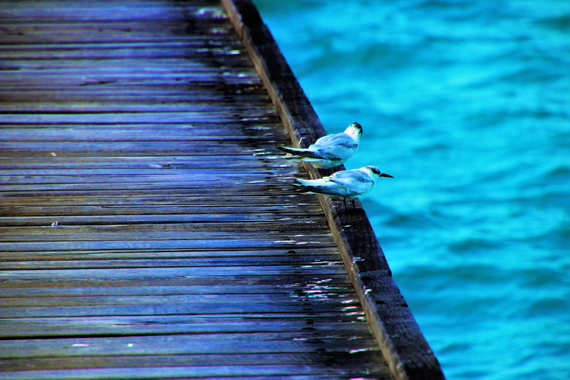 animals in the wild, at the court of, focus on foreground, two, the pier, nature, blue, white, resort, maldives, animal themes, animal, day, beauty in nature