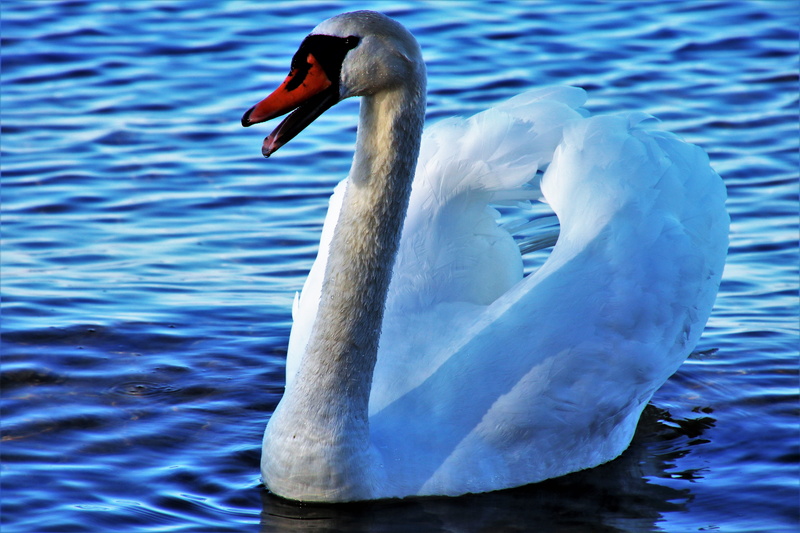 beautiful, animals, bird, white color, animal wildlife, the silence, bodensee, birds, vertebrate, sea, swan, lake, closeup, nature, view, mute swan, one animal