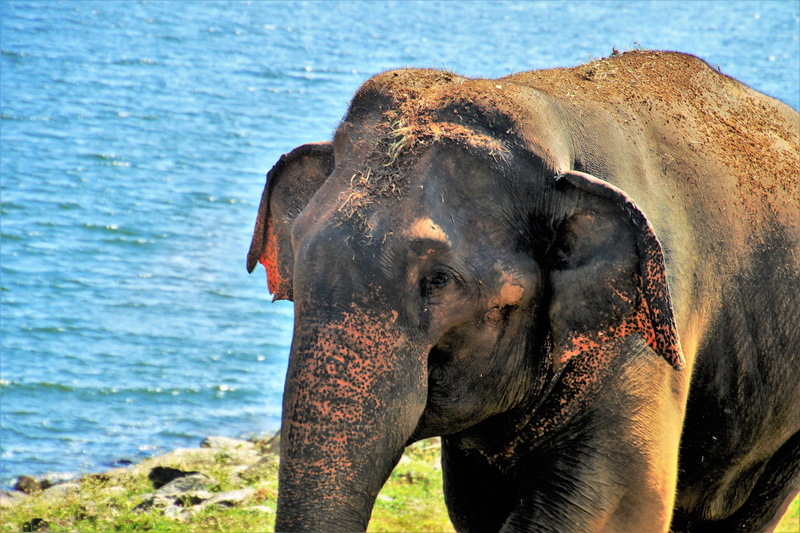 outdoors, wild animal, indian, land, day, mammals, vertebrate, animals, huge, closeup, ears, sunlight, animal body part, large mammal, mammal, one animal